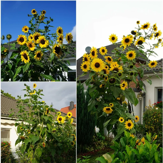 ทานตะวัน เฮนรี่ไวด์ - Henry Wilde Sunflower Seed