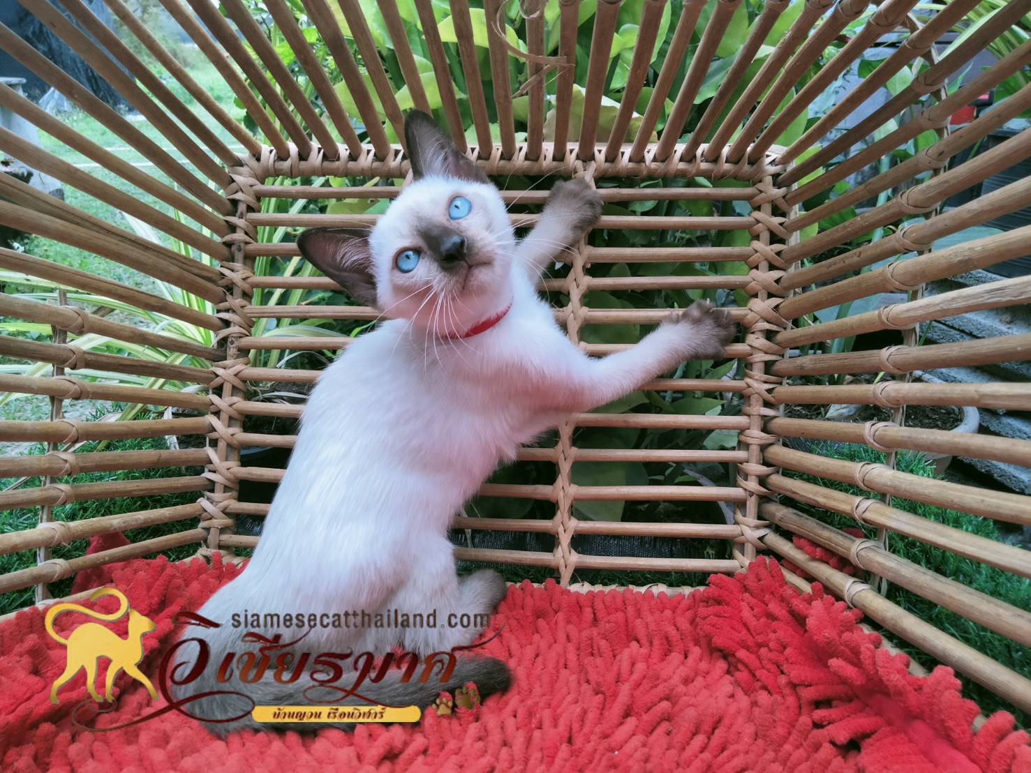 น้องแมว รุ่น 3/2565