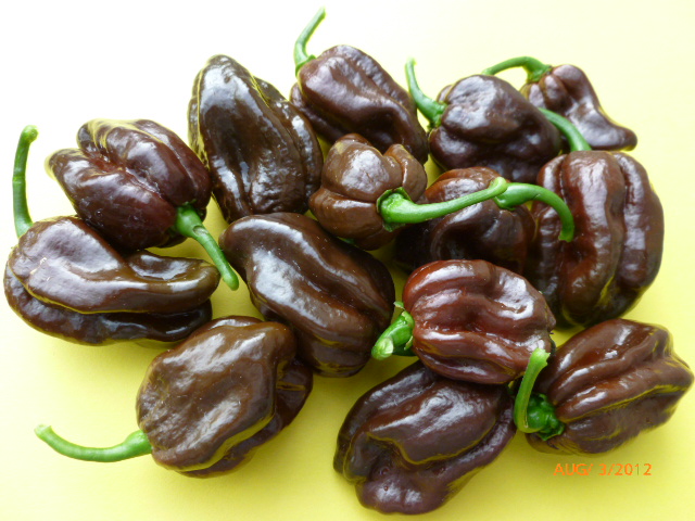 พริกฮาบาเนโร่สีน้ำตาล - Chocolate Habanero Pepper