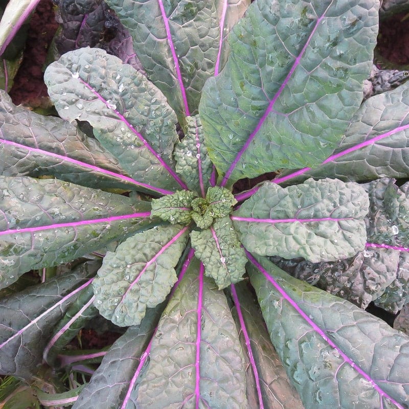 (Whole 1 Oz) เคลแดซลิ่งบูล - Dazzling Blue Kale