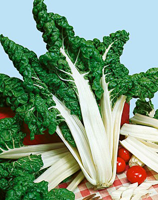 สวิสชาร์ตสีเขียว - Fordhook Swiss Chard