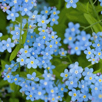 ดอกอย่าลืมฉัน - Forget Me Not Flower