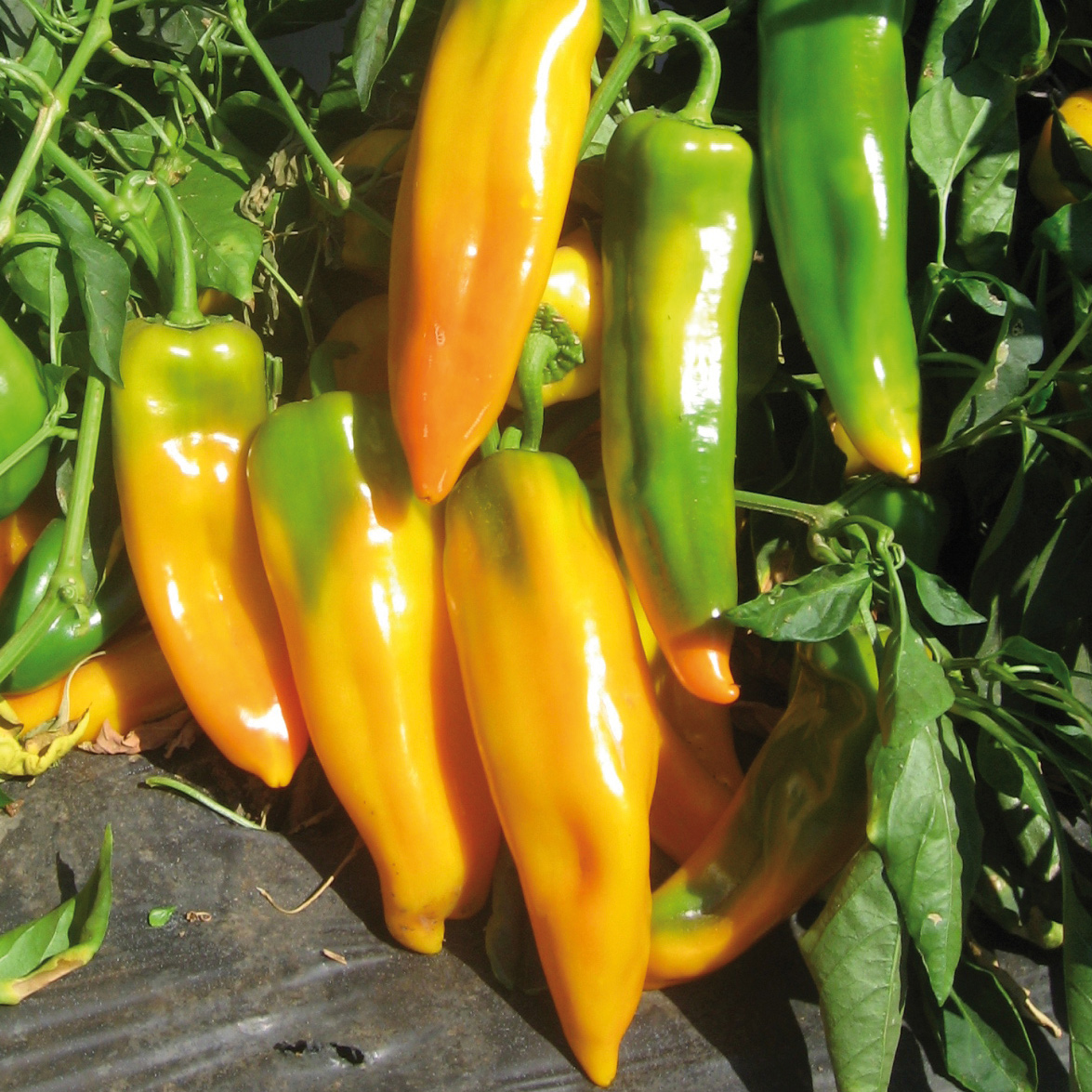 พริกหวาน มาโคนี สีเหลือง - Golden Marconi Pepper