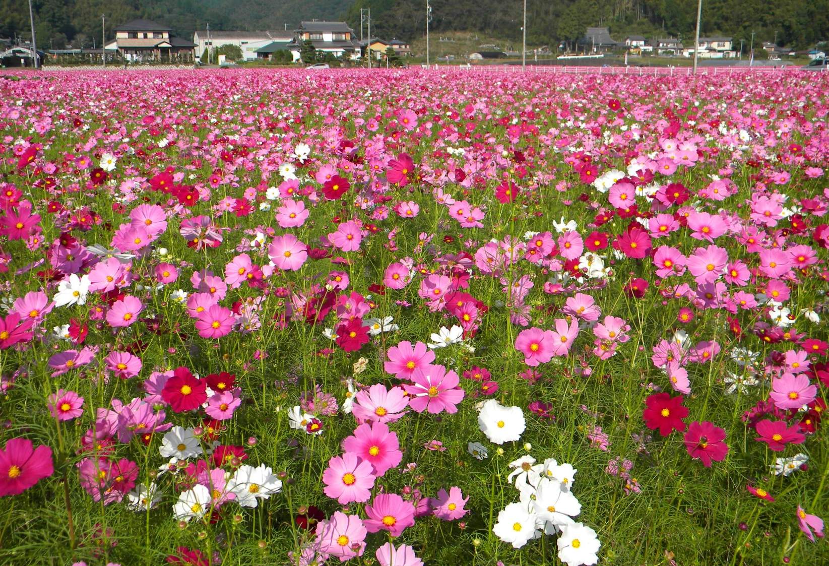 (Whole 1 LB) ดาวกระจาย เซนเซชั่น คละสี - Sensation Cosmos