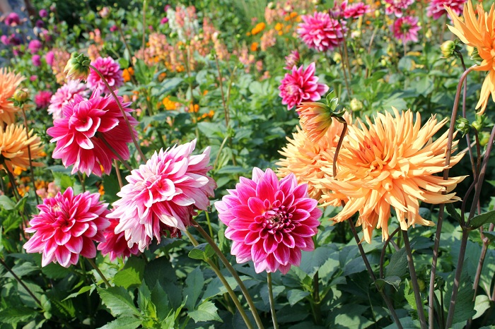 ดาเลียดินเนอร์เพลต(ดอกรักเร่) คละสี - Mix Dinner Plate Dahlia Flower