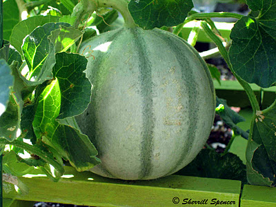 เมล็ดพันธุ์ เมล่อน ชาร์เลนไต - Charentais Melon Seed