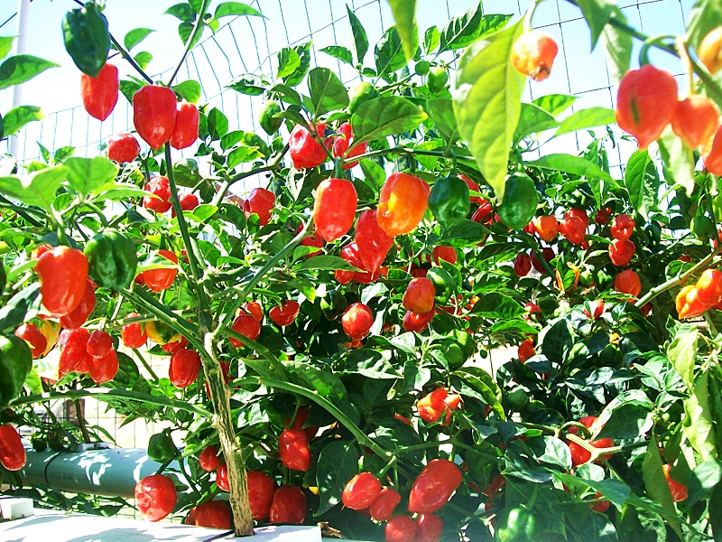 พริกฮาบาเนโร่สีแดง - Red Habanero Pepper