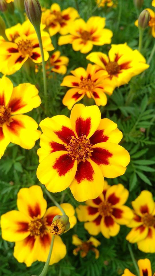 ดอกดาวเรืองมารีเอ็ดต้า - Marietta French Marigold