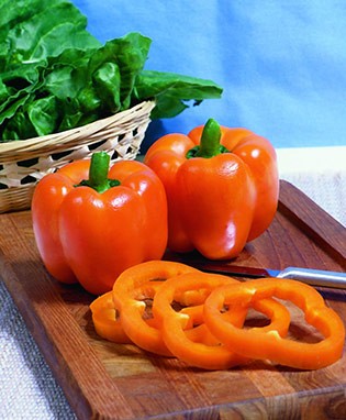 พริกหวานสีส้ม - Horizon Orange Sweet Pepper