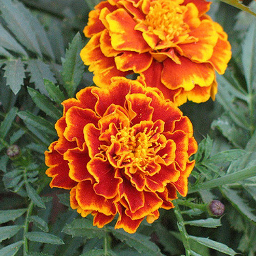 (Whole 1 Oz) ดาวเรืองฝรั่งเศส สปาร์คกี้ คละสี - Sparky French Marigold Mix