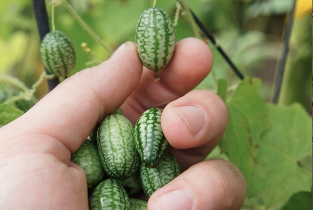 แตงกวาจิ๋วเม็กซิกัน - Mexican sour gherkin