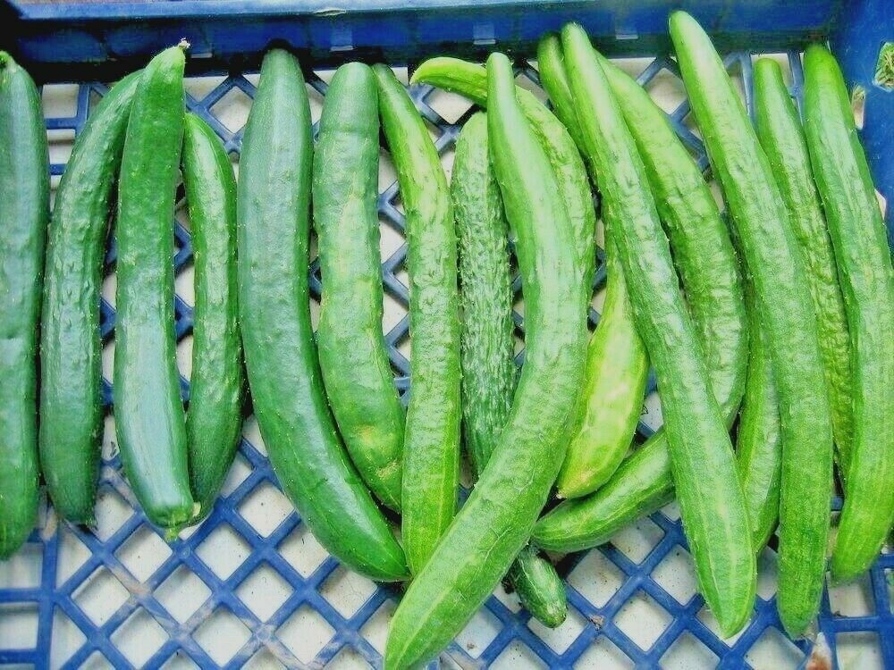 แตงกวายาวญี่ปุ่น - Japanese Long Cucumber