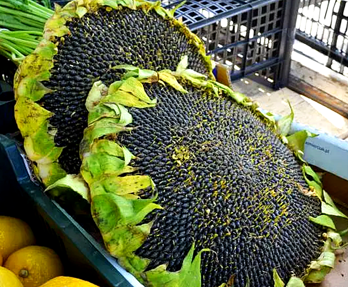 ทานตะวัน แบล็ครัสเซีย - Black Russian Sunflower