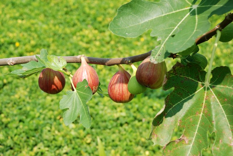 มะเดื่อฝรั่ง - Turkey Fig Fruit
