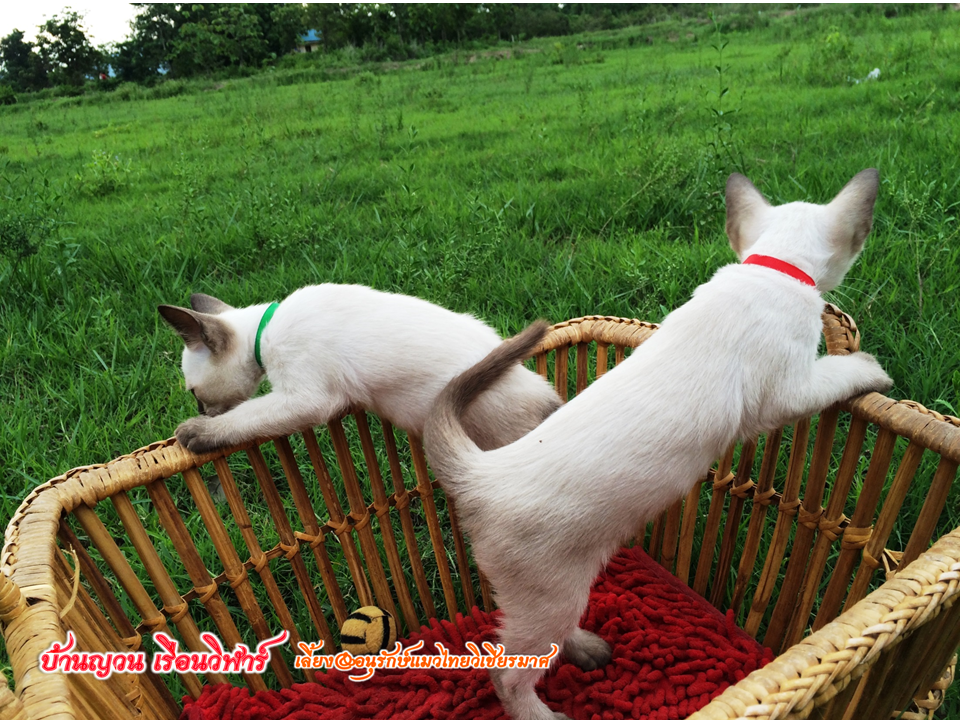 น้องแมว 16/8/2558