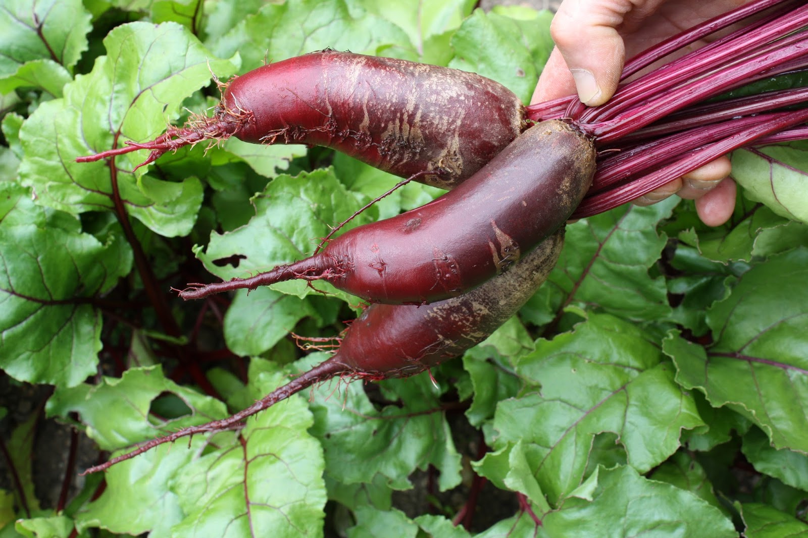 หัวบีช ไซลินดรา - Cylindra Beet