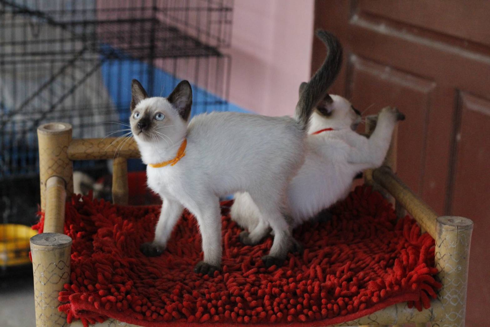 น้องแมวรุ่น 11/2565