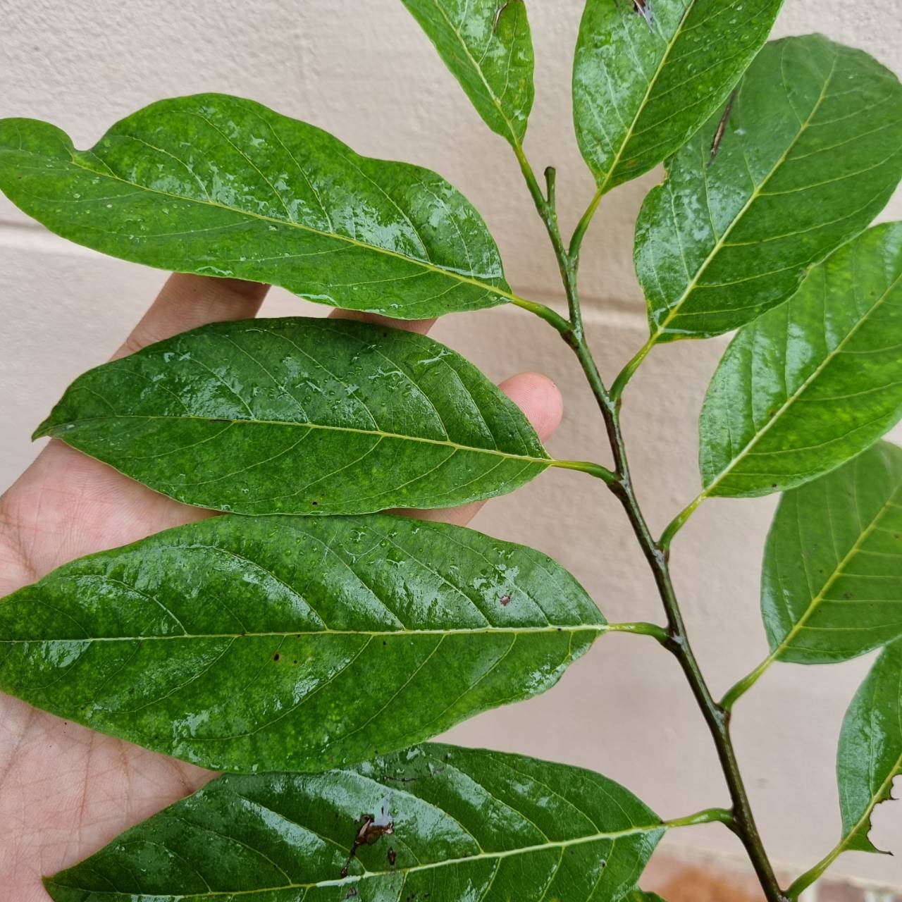 น้อยหน่า แดงไต้หวัน เนื้อฝ้าย ลูกใหญ่กว่าคลั่ง ต้นเสียบยอด สูง 40 cm. ขึ้นไป