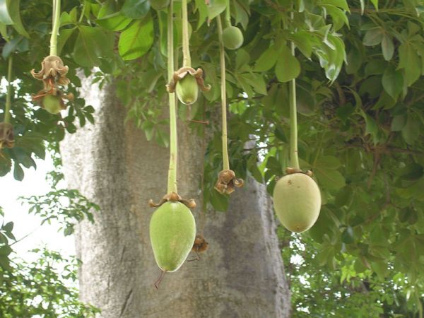 ต้นไม้ยักษ์ เบาบับดิจิทาทา - Adansonia digitata baobab
