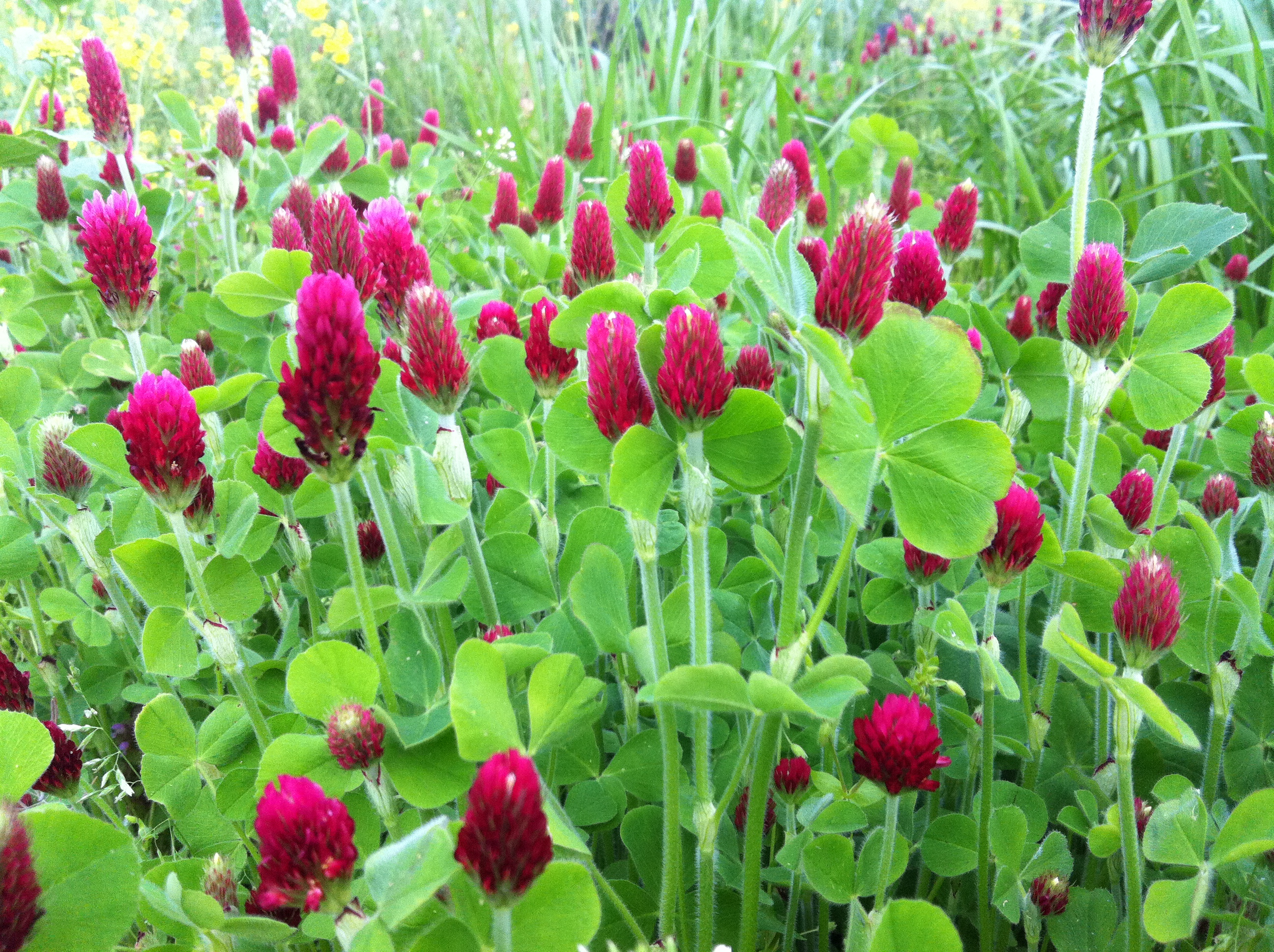 โคลเวอร์ดอกสีแดง - Crimson Clover