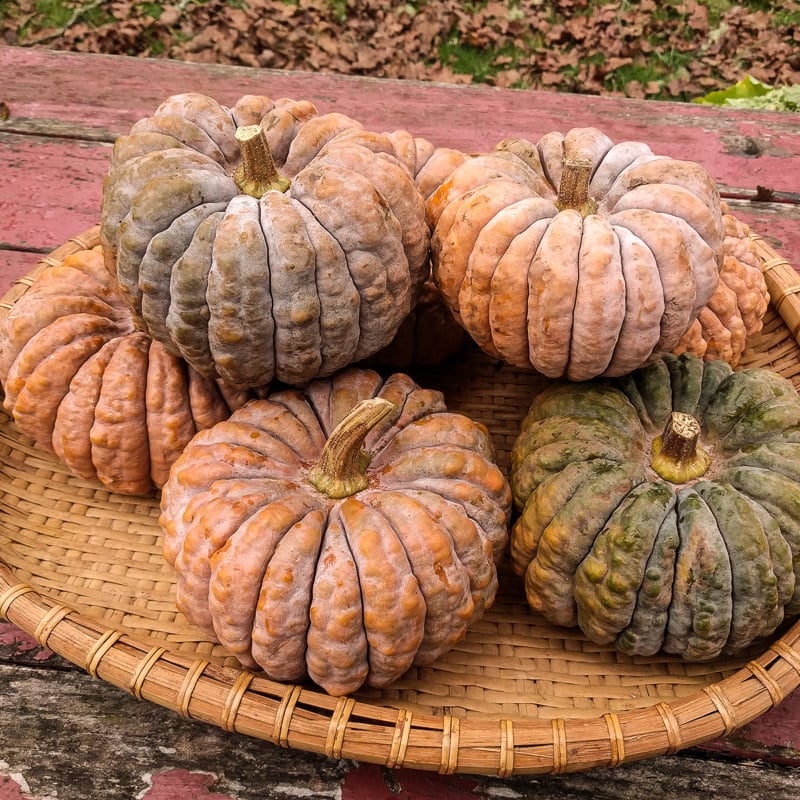 เมล็ดพันธุ์ ฟักทองแบล็คฟุตซึ - Black Futsu Pumpkin Seed