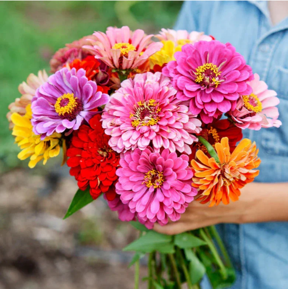 (Whole 1 LB) ดอกบานชื่น คละสี - Mixed CA Zinnia Flower Seed