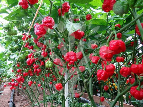 พริกตรินิแดด สกอร์เปียน มอรูก้า (สีแดง) - Trinidad Scorpion Moruga