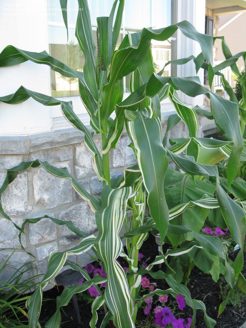 ข้าวโพดด่าง จาโปนิก้า - Japonica Striped Ornamental Corn