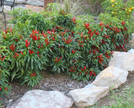 เมล็ดพันธุ์ พริกช่อญี่ปุ่น ยา ซึ ฟูซ่า - Yatsufusa Japanese Pepper Seed