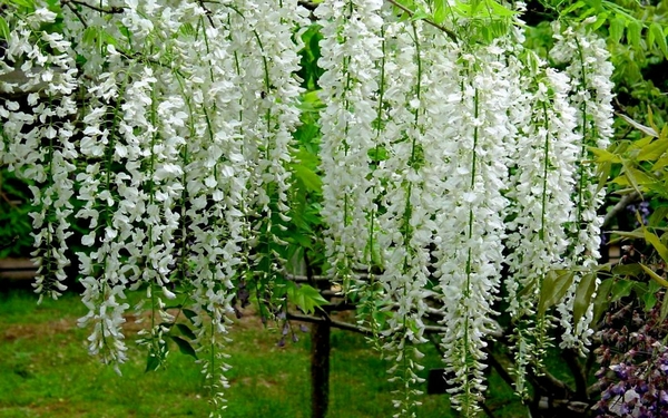 วิสทีเรียสีขาว - White Wisteria