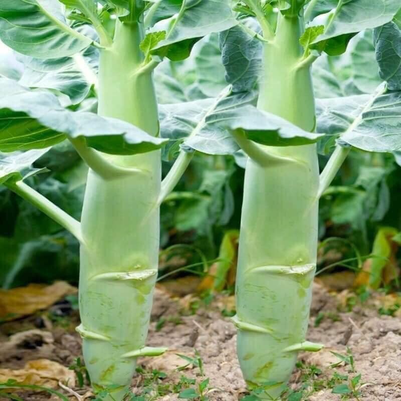 เมล็ดพันธุ์ บล็อคโคลี่บิ๊กสเต็ม ลำต้นอวบอ้วน - Big Stem Broccoli