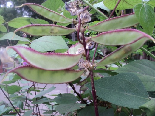 ถั่วแปบจีน - Chinese Hyacinth Bean