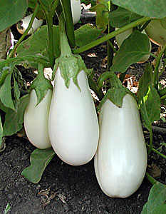 มะเขือขาวแคสเปอร์ - Casper Eggplant