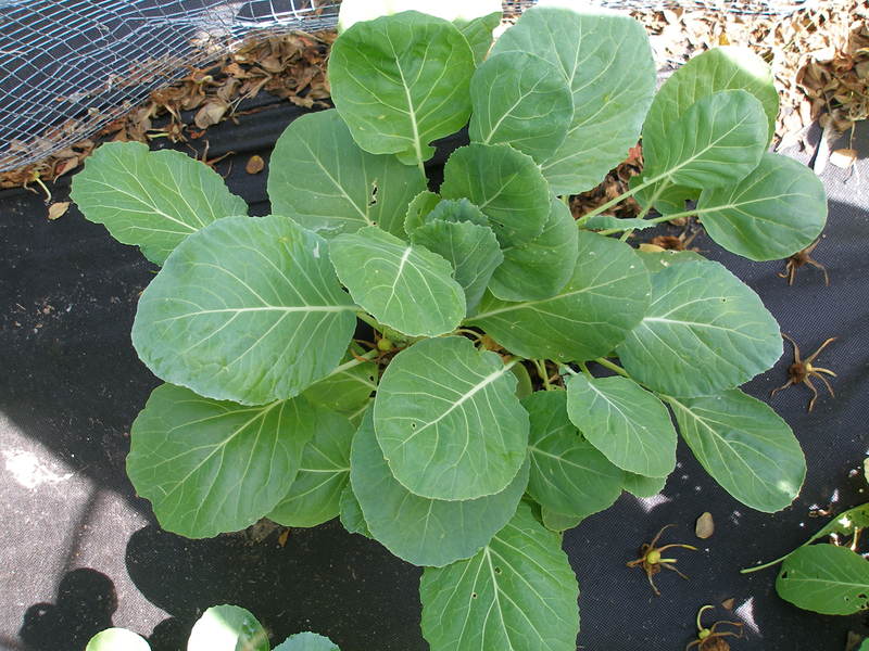 (Whole 1 Oz) ปูเล่ฝรั่ง พันธุ์เวสท์ - Vates Collard