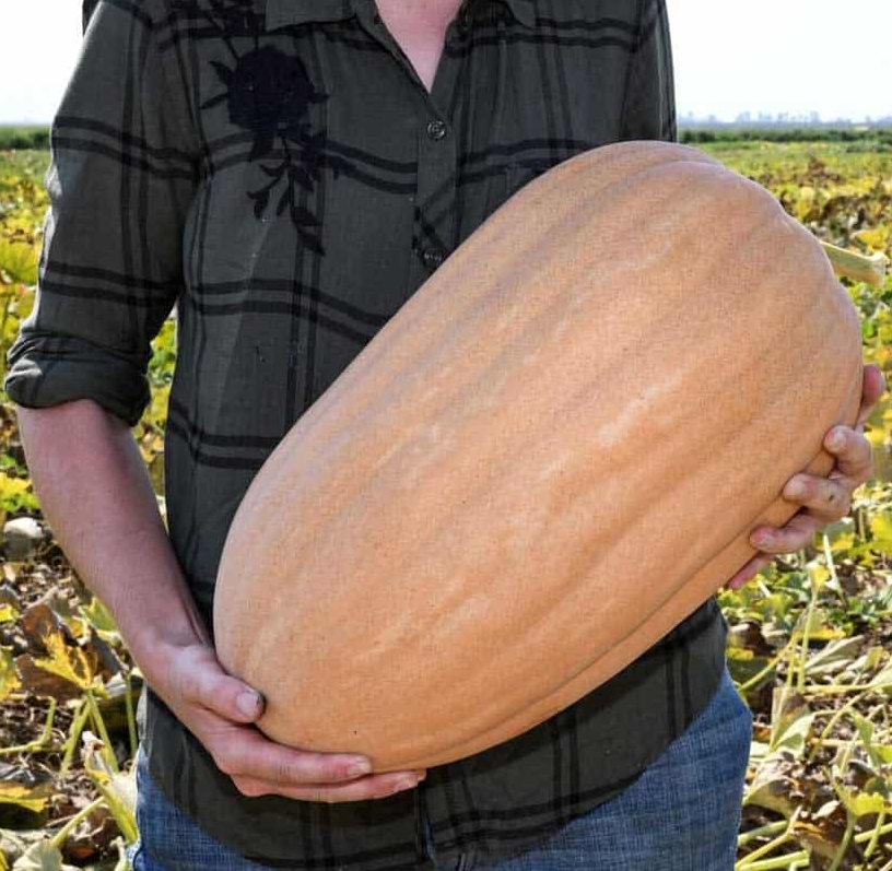 ฟักทอง เคนตักกี้ ฟิวด์ - Kentucky field Pumpkin