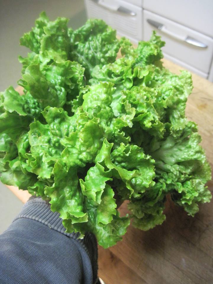 สลัดกรีนไอซ์ - GreenIce Lettuce