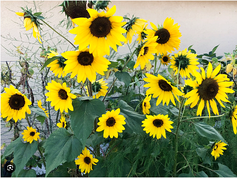 เมล็ดพันธุ์ ทานตะวัน เฮนรี่ไวลด์ - Henry Wild Sunflower