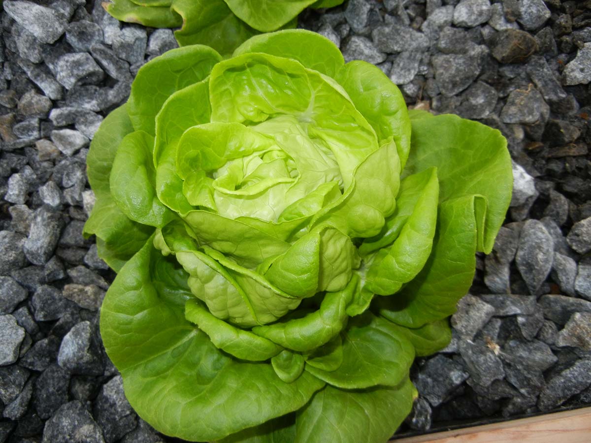 สลัด ไวท์บอสตัน - White Boston Lettuce