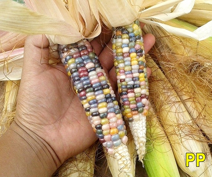 (Whole 1 LB) ข้าวโพดพลอย - Glass Gem Corn