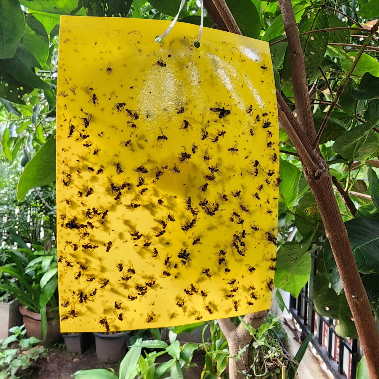 แผ่นกาวดักแมลง ขนาด 15x20 cm 100 แผ่น