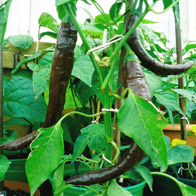 พริก พาซิลล่า บาจิโอ - Pasilla Bajio Pepper