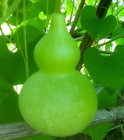 (Whole 1 Oz) น้ำเต้าเซียน - Bottle Gourd