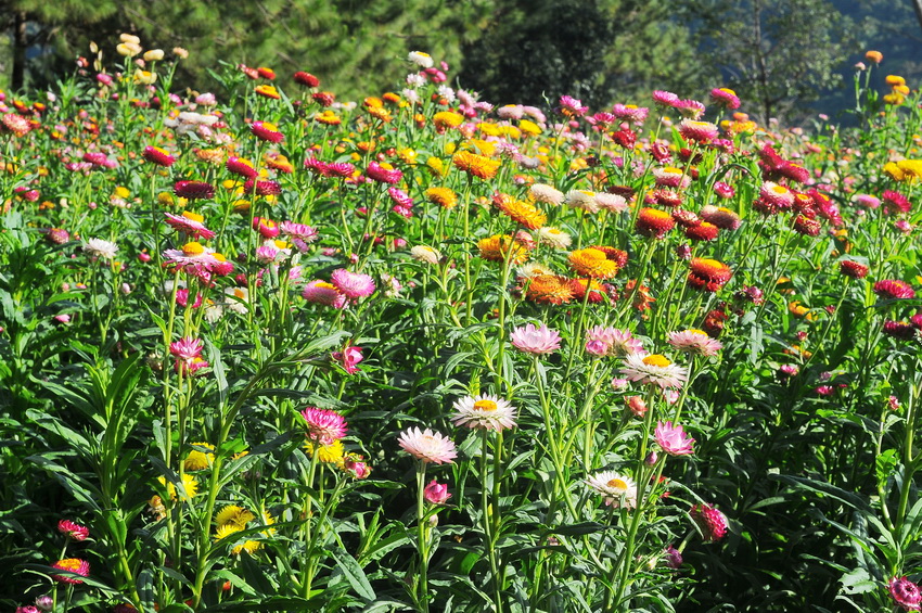 ดอกกระดาษคละสี - Mixed Strawflower