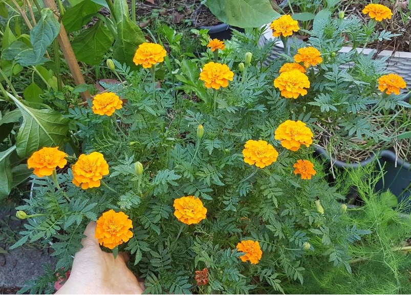 ดอกดาวเรืองคละสี - Mixed Marigold Flower