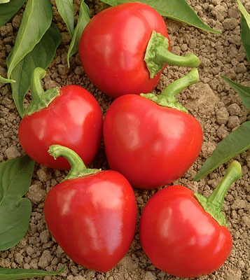 (Whole 1 Oz) พริกเชอรี่เผ็ด - Large Red Hot Cherry Papper
