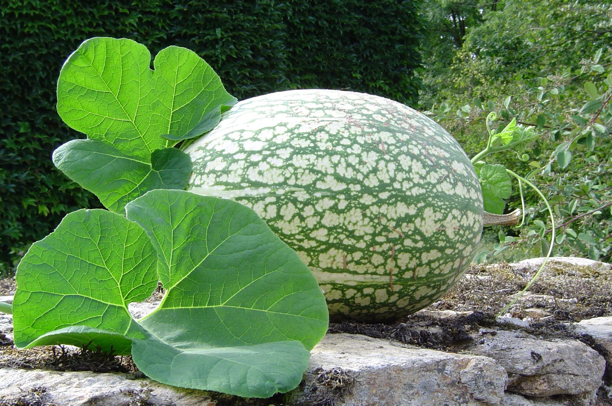 เมล็ดพันธุ์ แตงหูฉลาม - Chilacayote Shark Fin Squash Seed