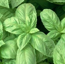 (Whole 1 Oz.) โหระพาใบใหญ่ - Italian Large Leaf Basil