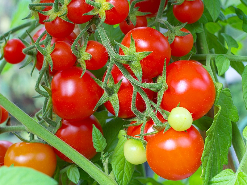 มะเขือเทศ เชอรี่สวีทตี้ - Cherry sweetie Tomato