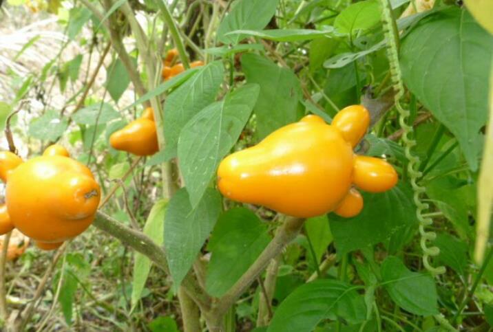 มะเขือการ์ตูน - Nipplefruit Eggplant