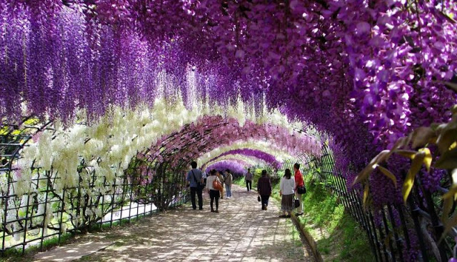 วิสทีเรียสีม่วง - Purple Wisteria